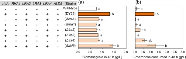 L-rhamnose utilization by engineered strains. Biomass formation (a) and l-rhamnose consumption (b) by the wild-type strain (D452-2), the full-pathway strain (DY29), and pathway-incomplete strains (ΔrhtA, Δrha1, Δlra2, Δlra3, Δlra4, and Δald5) over 48 h. Fermentations were performed in YP medium cont