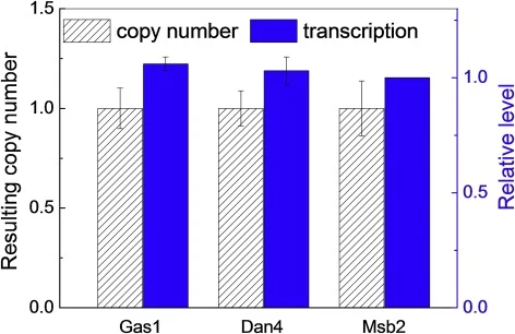 Copy number and relative transcription level of the reporter gene lacZ mediated by the signal peptide Gas1, Dan4 or Msb2. The relative mRNA level was normalized to the value obtained in the Msb2 strain showing a lower Gal activity compared to two other selected strains. Error bars represent standard