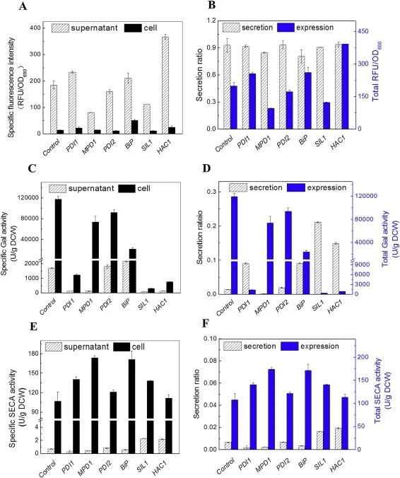 Effects of co-expressing folding factors on secretory expression of heterologous proteins compared with control strains without folding factors. (A) Specific fluorescence intensity of yEGFP of cells and supernatants at 24 h. (B) Secretion ratio and total production of yEGFP at 24 h. (C) Specific Gal