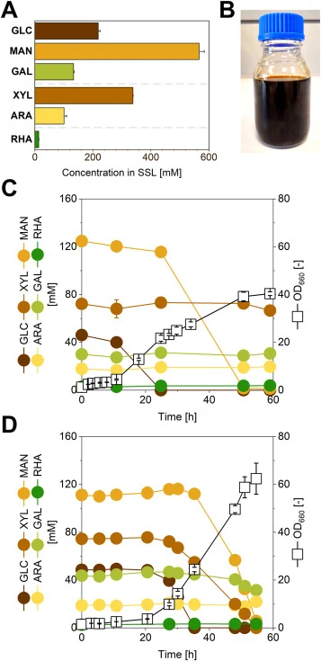 Spent sulfite liquor ultrafiltration permeate (SSL-UF) as a heterogeneous sugar feedstock and baseline utilization phenotypes. (A) Monosaccharide composition of SSL-UF shown as concentrations in the undiluted stream (mM). (B) Photograph of SSL-UF. (C) Growth and residual sugar concentrations during