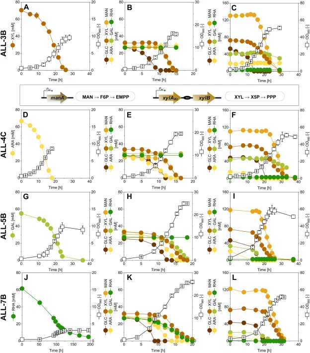 Stepwise expansion of sugar utilization in engineered ALL strains. Growth of genome-encoded engineered C. glutamicum strains during stepwise expansion of sugar utilization pathways, cultivated on individual sugars, defined sugar mixtures, and spent sulfite liquor ultrafiltration permeate (SSL UF). B