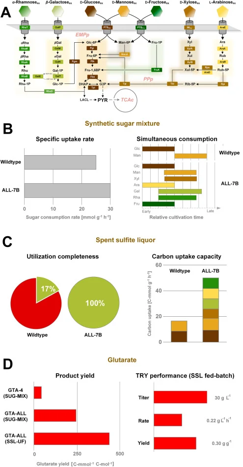 Substrate-informed metabolic alignment enables genome-encoded multi-sugar utilization and process performance in Corynebacterium glutamicum. The figure summarizes the central engineering concept of this study, linking progressive pathway implementation and metabolic integration (A) to coordinated mu