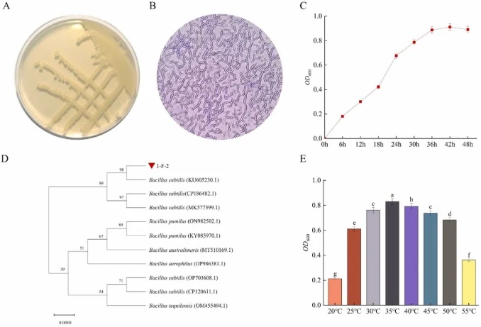 Physiological and phylogenetic characterization of the aroma‑producing strain B. subtilis 1‑F‑2. Notes: (A) Colony morphology on LB agar; (B) Cellular morphology observed by light microscopy; (C) Growth curve of 1-F−2; (D) Phylogenetic tree based on 16S rRNA gene sequence; (E) Temperature tolerance