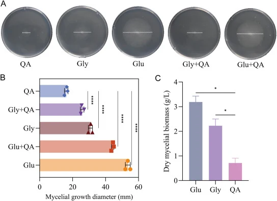 Addition of glycerol and glucose to QA medium promotes the growth of T. reesei. (A) Equal quantities of spores of QM9414 were inoculated onto solid plates containing MM medium with different carbon sources and cultured for 3 days. (B) Statistical analysis of mycelial diameter in panel (A). Glu: gluc