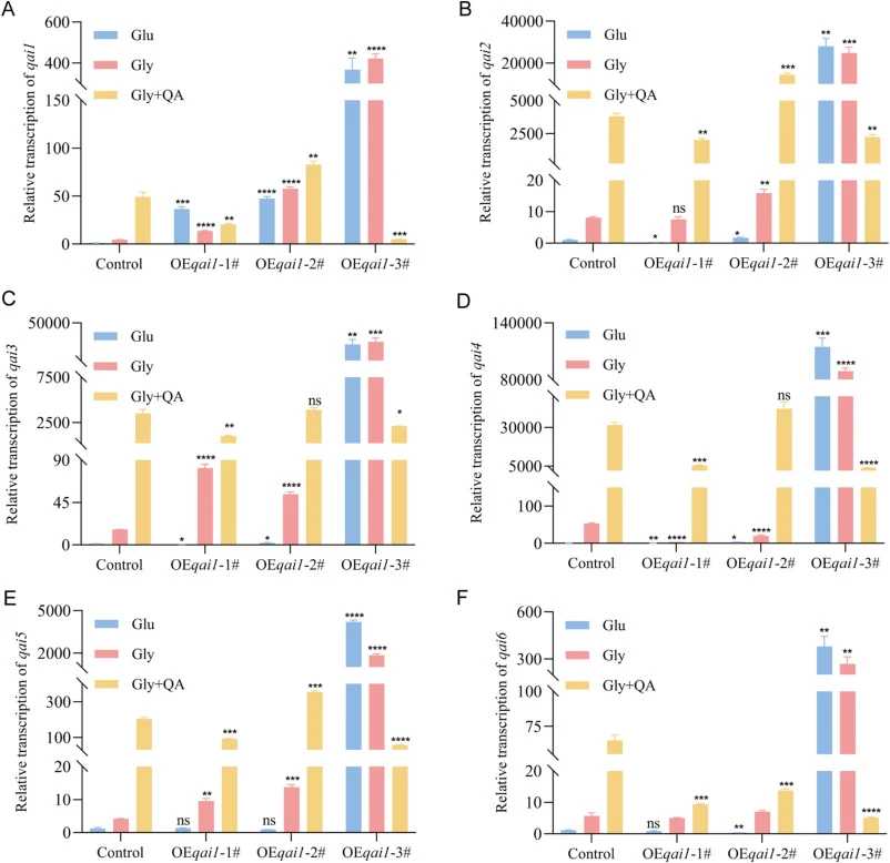 Overexpression of qai1 results in the activation of the qai gene cluster no longer being dependent on QA. Transcriptional analysis of the qai1-6 was performed under different carbon source conditions using three independently obtained transformants. The relative gene expression level of the QM9414-Δ