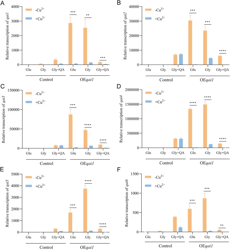 Addition of copper ions to the culture medium inhibits the expression of qai1 and the activation of the qai gene cluster in the OEqai1 strain. Transcriptional analysis of qai1-6 was conducted under different carbon source conditions using the OEqai1-3# strain. The relative gene expression level of t