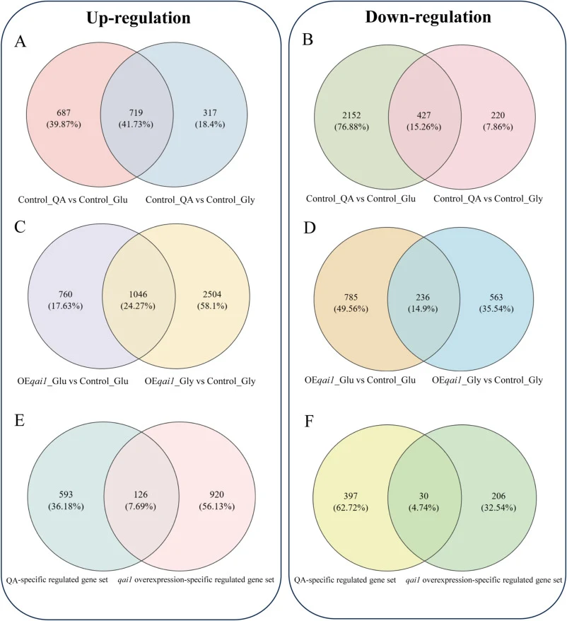 RNA-seq analysis was performed to compare genome-wide gene expression changes caused by qai1 overexpression. (A–B) The QA-specific gene set was obtained by taking the intersection of genes that were consistently upregulated or downregulated in the QM9414-Δypr1-Δpyr4 control strain under QA culture c