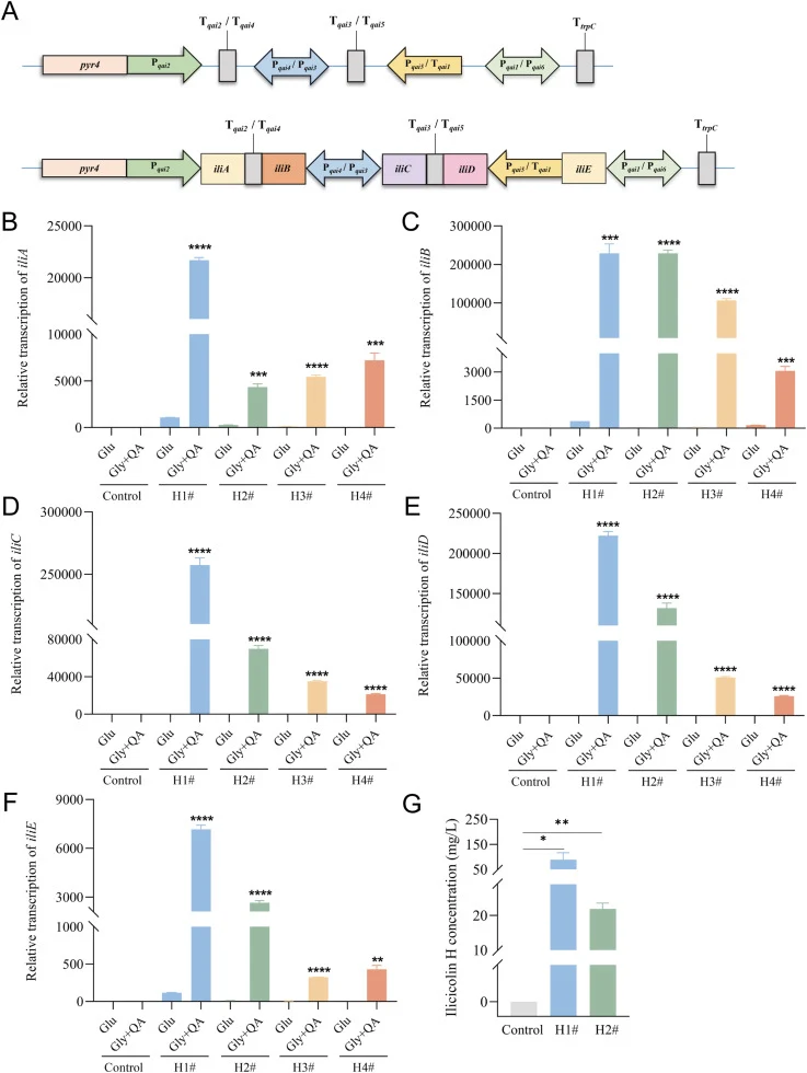 Design of AGC for the biosynthesis of ilicicolin H in T. reesei. (A) Map of the AGC for expressing five key functional genes responsible for the biosynthesis of ilicicolin H. (B–F) Transcription analysis of iliA-E was conducted using four independently isolated strains under different carbon source