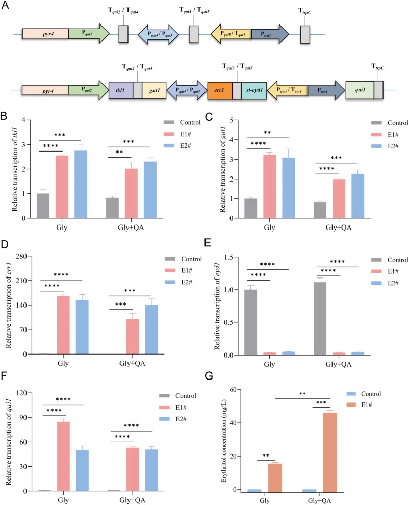 Design of AGC for enhancing erythritol biosynthesis from glycerol in T. reesei. (A) Schematic map of the AGC for regulating expression of four key functional genes associated with erythritol biosynthesis with glycerol as the carbon source. (B–G) Transcription analysis of iliA-E (B–E) and qai1 (F) wa