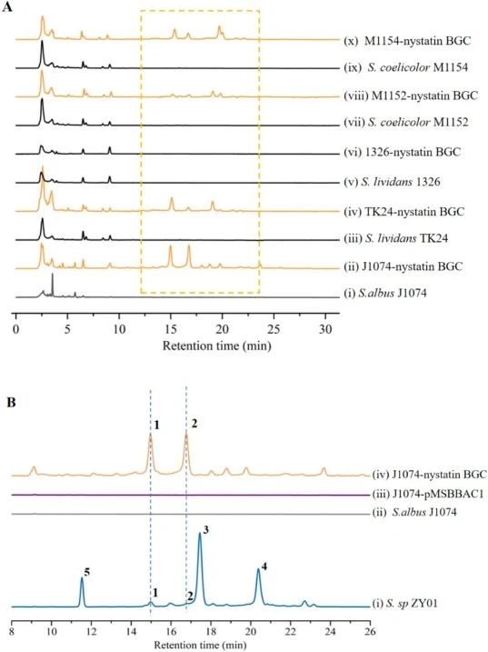 A) Heterologous expression of nystatin gene cluster in different Streptomyces chassis strains. The nystatin-like compounds produced by heterologous expression of the nystatin gene cluster are highlighted in orange. (i) S.albus J1074; (ii) J10741-nystatin BGC; (iii) S.lividans TK24; (iv) TK24-nystati