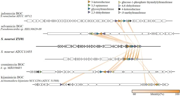 对S. sp. ZY01中地高辛糖(digitoxose)生产基因进行基因组引导探索。对产生jadomycin、selvamicin、nystatin、cremimycin和kijanimicin(均含地高辛糖)的生产菌株基因组进行antiSMASH分析。鉴定负责地高辛糖生物合成的基因簇。