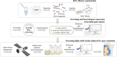 Screening of nystatin high-yielding recombinant strains in r