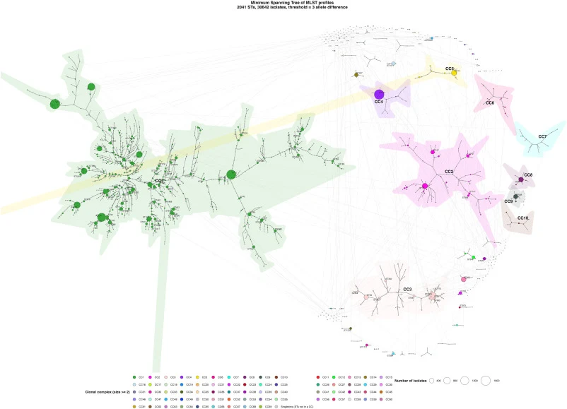 Minimum spanning tree (MST) of 2041 sequence types (STs) from 30,642 E. coli isolates. The tree was constructed using Multilocus Sequence Typing (MLST) profiles with a threshold of three allele differences to define clonal complexes (CCs). Each node (circle) represents a unique ST, with node size pr