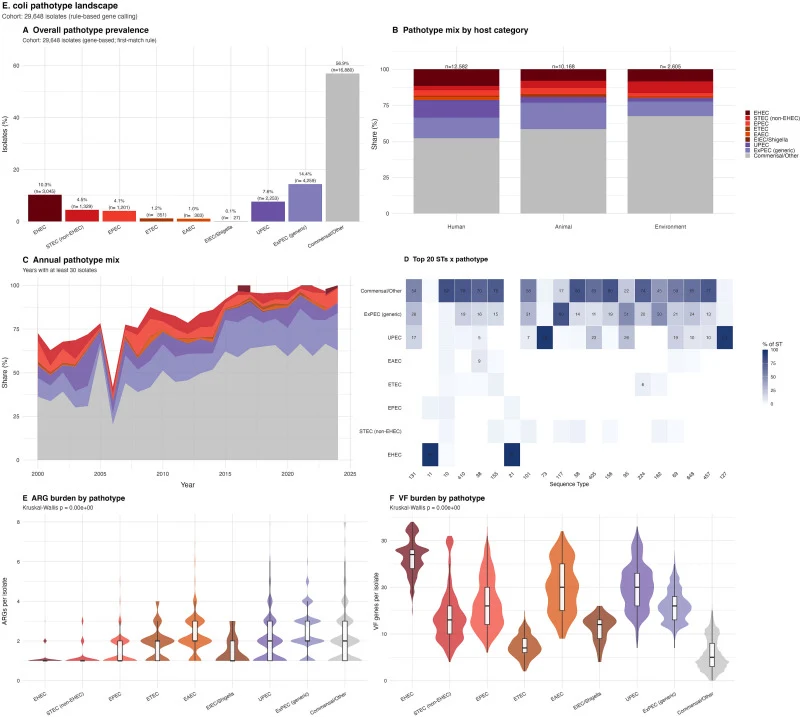 Pathotype landscape of 29,648 E. coli isolates. Pathotype assignment was performed using a rule-based gene-calling approach with first-match priority. (A) Overall pathotype prevalence across the entire cohort, showing the percentage and absolute count (n) for each pathotype. ExPEC (generic) was the