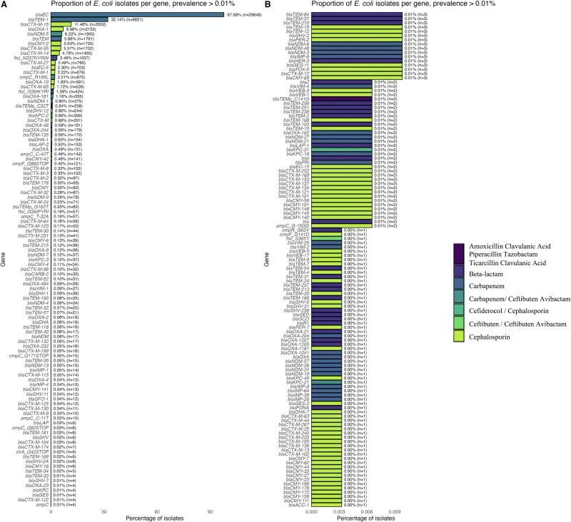 Prevalence of antimicrobial resistance genes among E. coli isolates. Each horizontal bar represents a specific resistance gene, with its percentage prevalence and the total number of positive isolates (n) displayed beside it. Distribution of acquired beta-lactamase genes across isolates, highlightin