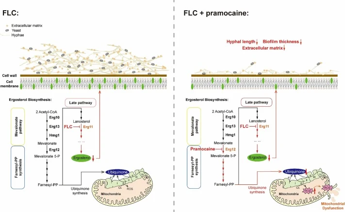 Pramocaine hydrochloride potentiates fluconazole against Can