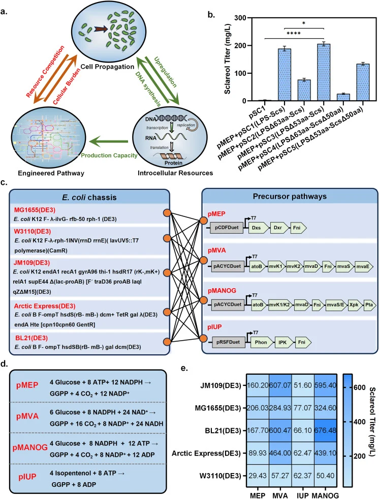 (a) Paradox between cell growth and product accumulation. (b) Effects of N-terminal truncation of SsLPS and SsScs on sclareol production in E. coli MG1655(DE3). (c) Combinations of different E. coli chassis vs. different precursor pathways of diterpenoids (MEP: methylerythritol phosphate pathway, MV
