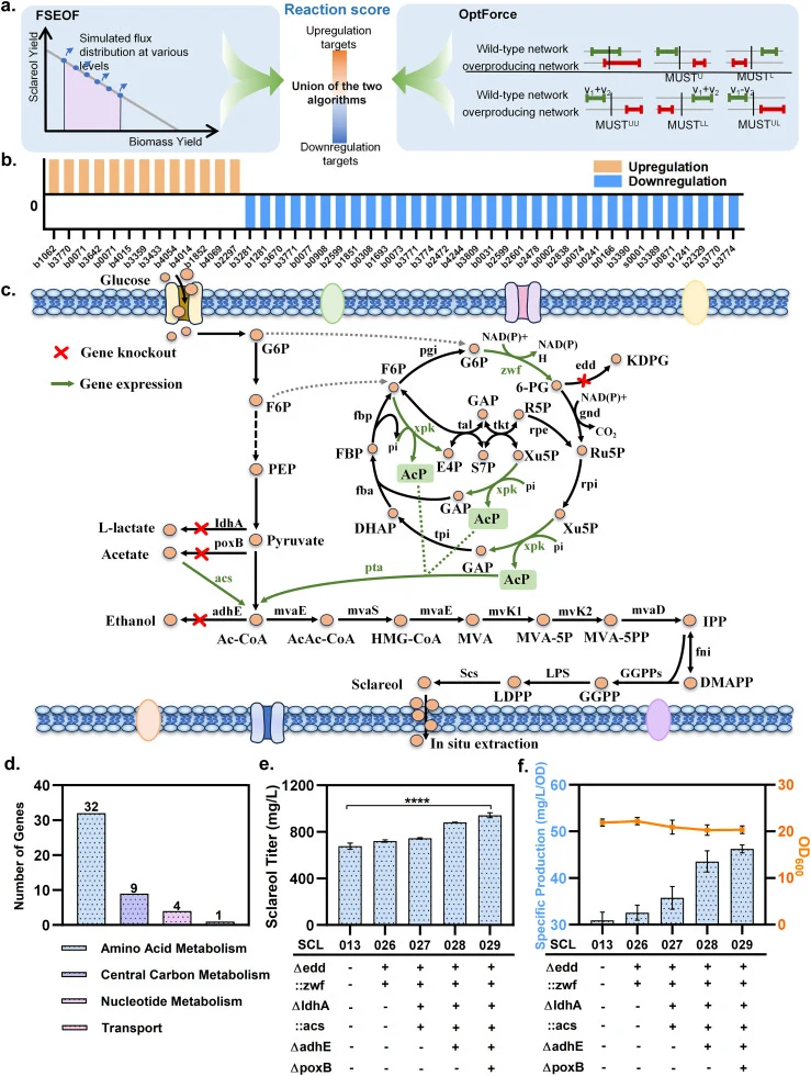(a) Schematic of pathway design algorithms: FSEOF and OptForce. (b) Prediction results of gene modification targets by algorithms. (c) Pathway design of sclareol production strain. (d) Pathway distribution of identified engineering targets in different metabolic pathways. (e) Sclareol production of