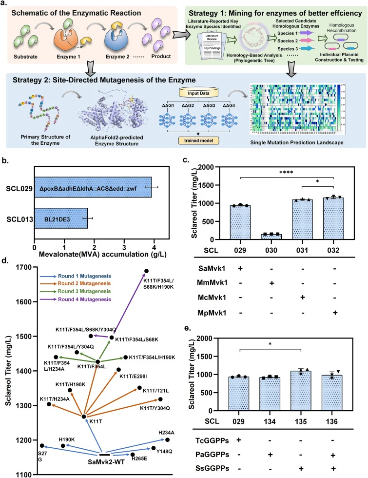 (a) Schematic of pathway enzyme modifications procedure. (b) Accumulation of the intermediate mevalonate (MVA) in strains SCL013 and SCL029. (c) Sclareol production in strains with different sources of MVK1. (d) Sclareol production in MVK2 mutant strains. (e) Sclareol production in strains with diff