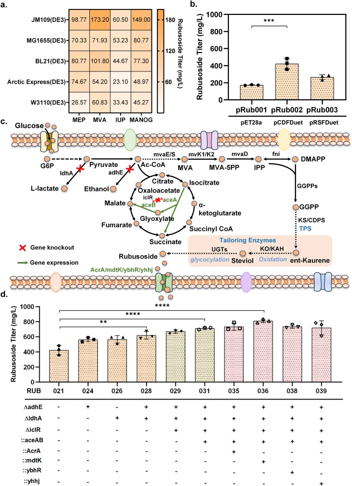 (a) Rubusoside production assay of strains combining five chassis with four precursor pathways. (b) Plasmid vector test for glycosyltransferase-carrying plasmid. (c) Schematic of pathway design of rubusoside producing strain. (d) Rubusoside production in engineered JM109(DE3) strains: glycolysis pat