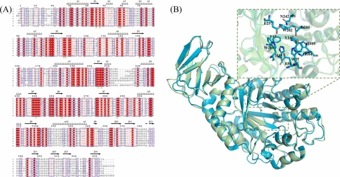 Sequence and structural conservation analysis of D. arenae α-L-fucosidase. (A) Multiple sequence alignment of the α-L-fucosidase from D. arenae against seven phylogenetically diverse enzymes from B. fragilis, P. melaninogenica, T. forsythia, Pedobacter sp., E. anophelis, M. mali, and S. endbachense.
