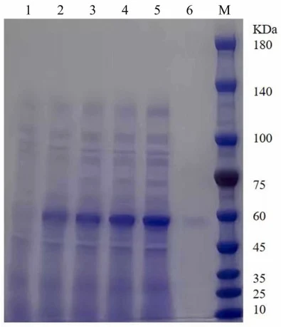 SDS-PAGE analysis of expression and purification of recombinant D. arenae α-L-fucosidase. Lane M, protein marker; lane 1, whole-cell lysate without IPTG induction (negative control); lanes 2–5, whole-cell lysates after IPTG induction at 16 °C for 3, 6, 9, and 12 h, respectively; lane 6, purified enz