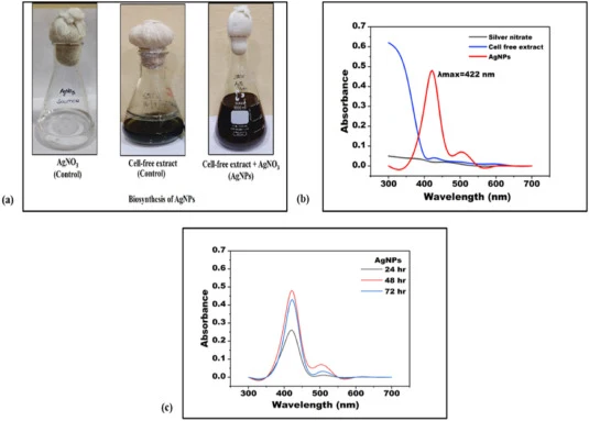 (a) S. nigra 介导 AgNPs 生物合成的视觉确认:AgNO3 溶液、无细胞提取物和 AgNPs(通过颜色由绿色变为棕色确认) (b) AgNO3、