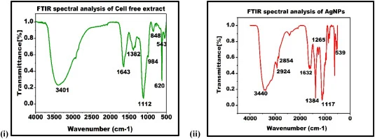 (i) Fourier Transform Infrared (FTIR) spectral analysis of cell-free extract showing the presence of major functional groups involved prior to nanoparticle synthesis. The spectrum exhibited characteristic peaks at 3401 cm−1, 1643 cm−1, 1382 cm−1, 1112 cm−1, 984 cm−1, 848 cm−1, 620 cm−1 and 543 cm−1