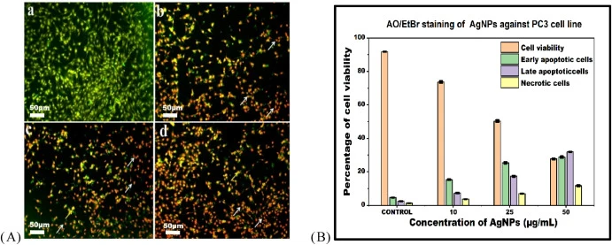 (12A) Fluorescence images of PC3 cells stained with acridine orange/ethidium bromide (AO/EtBr) for the analysis of apoptotic morphological changes following treatment with AgNPs at concentrations of 0, 10, 25, and 50 μg/mL. (a) Untreated (control cells) displayed uniform bright green fluorescence wi