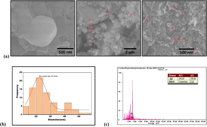 (a) Scanning electron microscopy (SEM) depicting the spherical smooth morphology and size (28.5 nm to 98.9 nm) distribution of AgNPs synthesized using S nigra. (b) Particle size distribution histogram of biosynthesized AgNPs; the mean particle diameter was determined to be 22.11 ± 0.62 nm (C) Energy