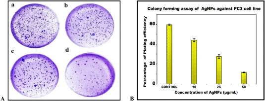 Effect of AgNPs on colony forming capacity on PC3 cells. Cells were treated with AgNPs (10, 25,50 μg/mL), allowed to form colonies for 10 days. (10A) (a) The untreated cells formed dense layer of colonies indicating intact proliferative capacity; (b) AgNPs-treated with the concentration of 10 μg/mL