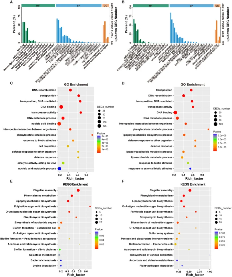 Transcriptional profiling of E. coli in response to vanillin stress. (A, B) GO classification of DEGs under 0.5 g/L (A) and 1.0 g/L (B) vanillin stress, showing the distribution across molecular function (MF), biological process (BP), and cellular component (CC). (C, D) GO enrichment analysis of DEG