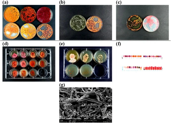 Culture, physiological, and microscopic characteristics of V003. a: From top left to bottom right: GYM, ISP2, ISP3, ISP4, ISP5, ISP 7. b: From left to right: ISP6, ISP 7. c: From left to right: SSM + T, SSM-T. d: Carbon utilization (from top left to bottom right: glucose, arabinose, sucrose, xylose,