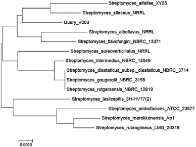 Neighbor-joining tree based on 16S rRNA gene sequences showing the relationship between strain V003 and related taxa. Numbers at nodes are bootstrap values (percentages of 1000 replications); only values > 50% are shown. Asterisks indicate branches also recovered in the maximum-likelihood tree. Bar