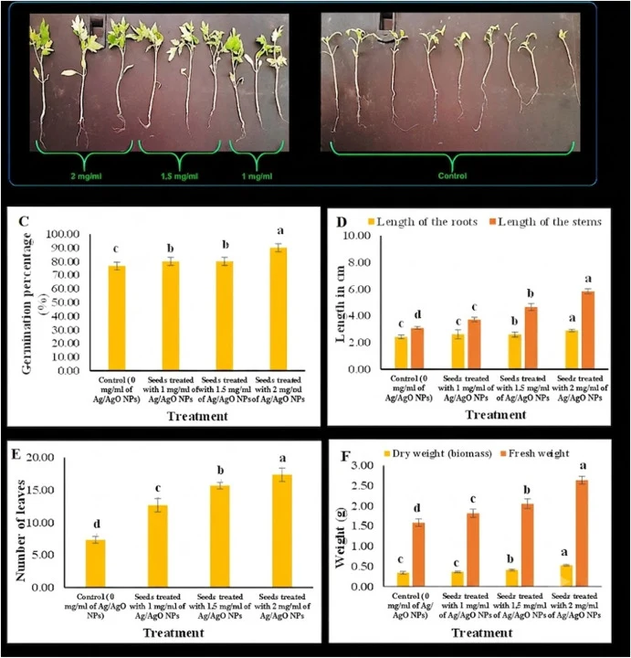 Effect of different concentrations of Ag/AgO NPs on tomato seed germination (A-C), the length of the stems and roots of tomato seedlings (D), the number of leaves (E), and the dry weight and fresh weight (F) of tomato seedlings after 15 days of growth. The values represent the means of three replica