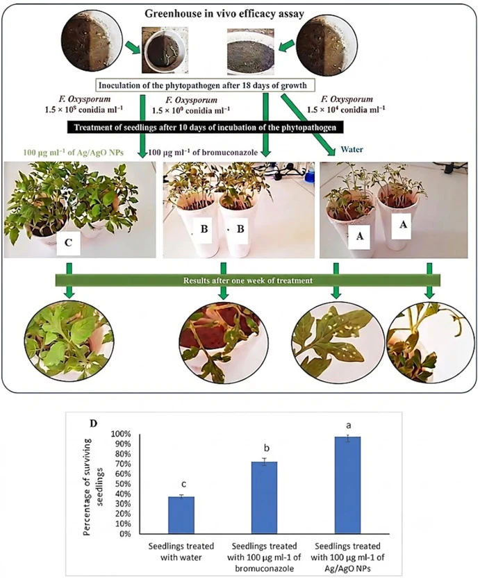 Inhibition of F. oxysporum growth in tomato seedlings. The values represent the means of three replicates with standard error (±SE). Means with different letters in the same bar were significantly different at p < 0.05 according to Tukey's HSD.
