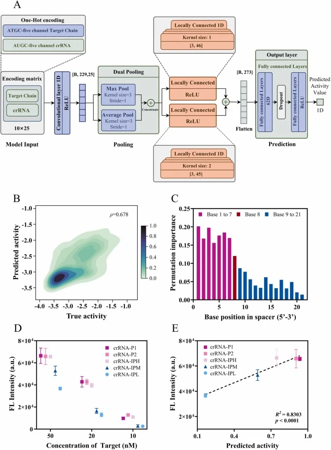 Performance evaluation and functional validation of the DiagCRISPR platform. (A) Architecture of the DiagCRISPR deep learning model. (B) The kernel density estimation plot of predicted versus experimentally measured activity scores on the independent test set. (C) Permutation feature importance for