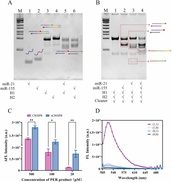 Feasibility of the PER-based AND-gate-driven aCRISPR system. (A) Native PAGE analysis of the strand displacement reaction. M: 25 bp DNA ladder, Lane 1: miR−21, Lane 2: miR−155, Lane 3: H1 probe, Lane 4: H2 probe, Lane 5: miR−21 with H1 probe, Lane 6: miR−155 with H2 probe. (B) Native PAGE analysis o