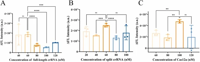 Optimization of the aCRISPR network. (A) Fluorescence intensity of the aCRISPR reaction at different full-length crRNA concentrations. (B) Fluorescence intensity of the aCRISPR at different split crRNA concentrations. (C) Fluorescence intensity of the aCRISPR at different Cas12a concentrations. Data