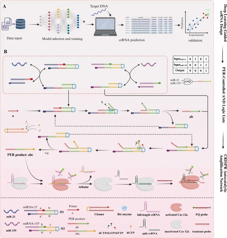 Integrated dry-wet synergistic platform for dual-miRNA detection combining deep learning-guided crRNA design with a PER-based AND logic-gated autocatalytic CRISPR amplification network. (A) Workflow of deep learning-guided platform for rational crRNA design and universal scoring of short, PAM-free s