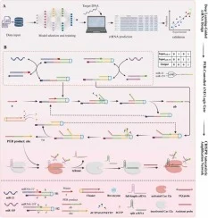 Deep learning-guided crRNA design enables an AND logic-gated