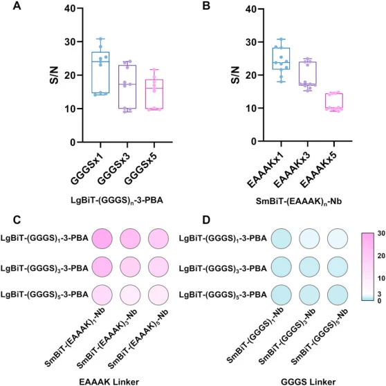 Structural optimization of the split-NanoLuc immunosensor. (A) Effect of linker length on LgBiT fragment performance (n = 9). (B) Effect of linker length on SmBiT fragment performance (n = 9). (C) Comparison of signal-to-noise ratios among different LgBiT-(GGGS)1/3/5-3-PBA with SmBiT-(EAAAK)1/3/5-Nb