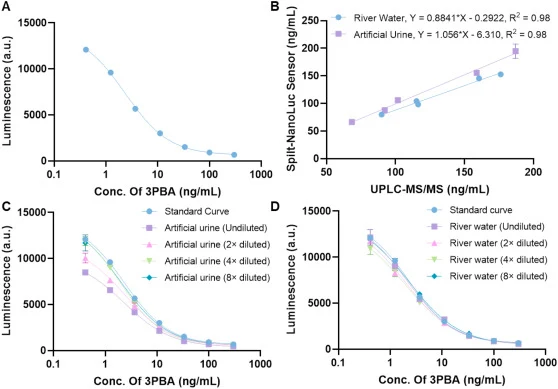 Analytical performance evaluation of the 3-PBA split-NanoLuc biosensor. (A) Standard calibration curve of the 3-PBA split-NanoLuc biosensor. A series of 3-fold diluted 3-PBA, starting from 300 ng/mL, was prepared in optimized working buffer (n = 3). The biosensor exhibited an IC50 of 2.3 ng/mL and a
