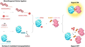 A site-specifically labeled split-NanoLuc biosensor for rapi