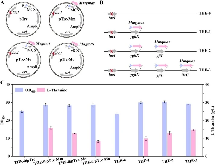 Screening exogenous GMAS enzymes and strengthening Mmgmas gene expression. (A). Expression of three exogenous gmas genes from the pTrc plasmid. (B). The distribution of the Mmgmas gene in the genome. (C). The OD600 value and L-theanine production at 24 h in shake flask fermentation via ethylamine su