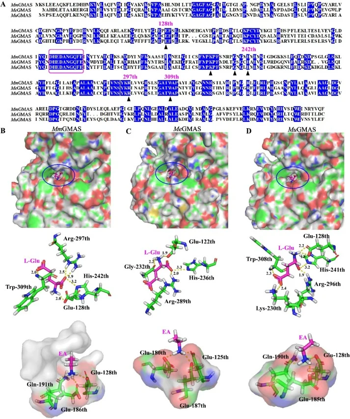 The binding mechanism of three GMAS enzymes with L-glutamate and ethylamine via molecular docking prediction. (A). Sequences alignment of MmGMAS, MeGMAS, and MuGMAS. The molecular docking results of MmGMAS (B), MeGMAS (C), and MuGMAS (D) binding with L-glutamate and ethylamine. L-Glu represents L-gl