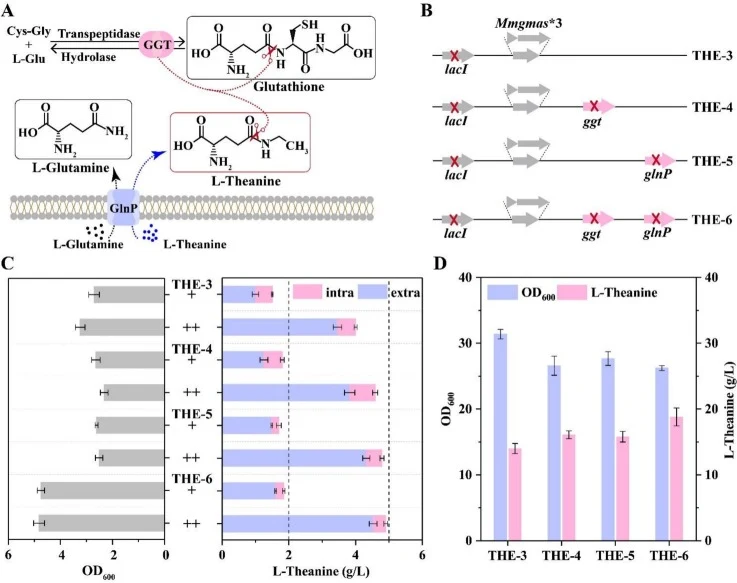 Blocking the L-theanine degradation pathway in THE-3. (A). The permeation and decomposition pathways of L-theanine. (B). Genetic manipulations in THE-3. (C). Shake flask fermentation results with added L-theanine in M9 minimal medium. “+” represents adding 2 g/L L-theanine, and “++” represents addin