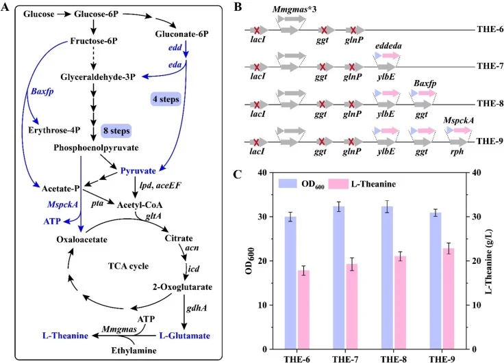 Strengthening pyruvate and L-glutamate supply in THE-6. (A). Pyruvate and L-glutamate metabolic pathways. (B). Genetic manipulations in THE-6. (C). Shake flask fermentation results with engineered strains via ethylamine supply. Fermentation experiments were conducted in triplicate, and SD between re