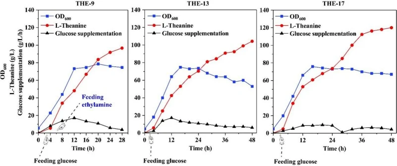 THE-9、THE-13和进化后的THE-17在5 L生物反应器中的补料分批发酵曲线。