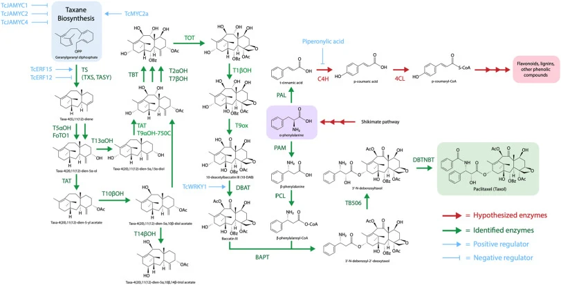 Paclitaxel biosynthetic pathway from the diterpene precursor GGPP. Red indicates hypothesized but currently unidentified enzymes; green indicates identified enzymes; blue indicates positive and negative regulators of taxane biosynthesis acting on either specific genes or on taxane biosynthesis in ge